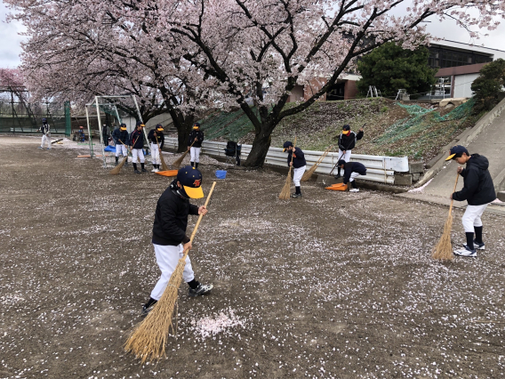 桜満開